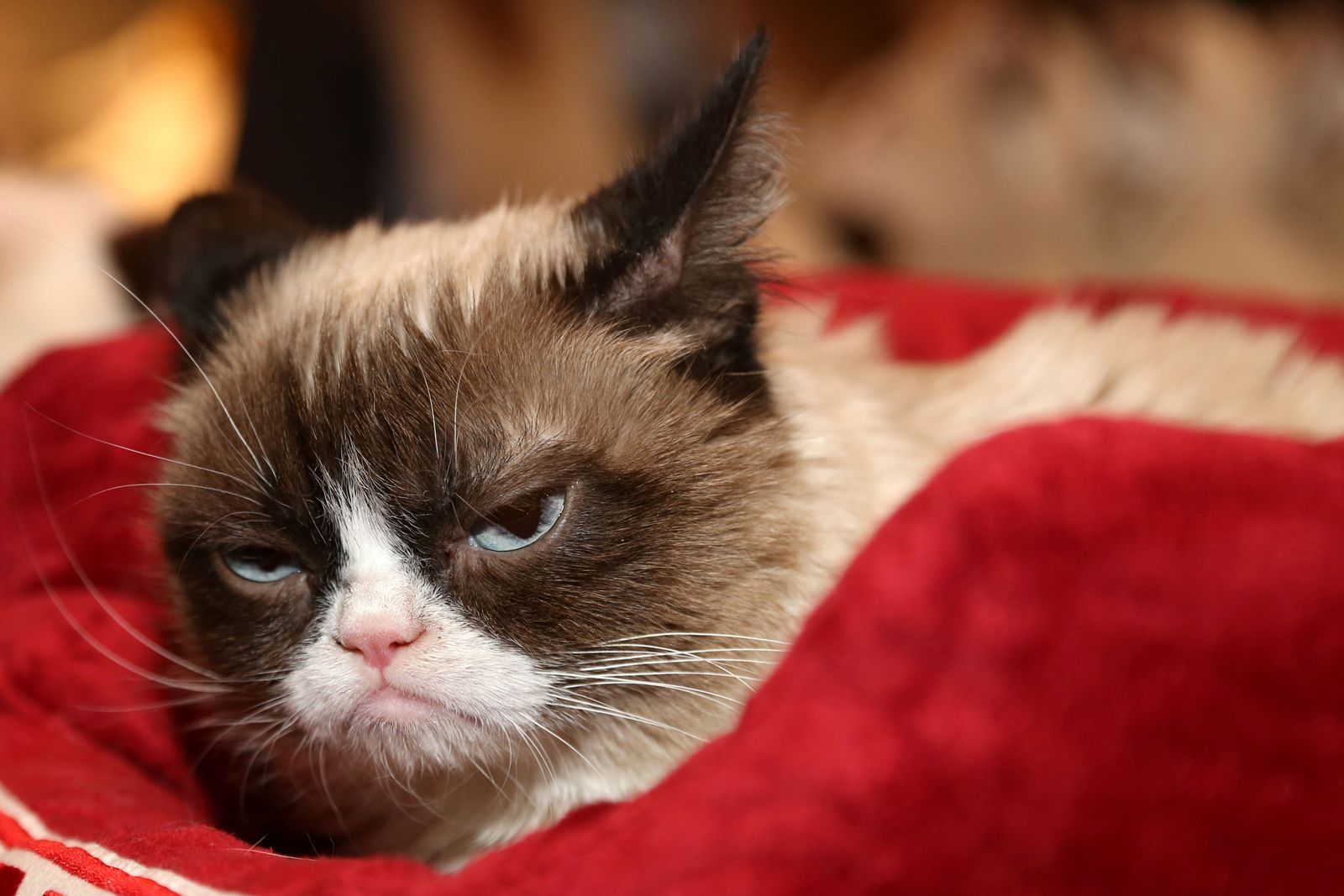 [Image: Grumpy-Cat-2015-memes.jpg]