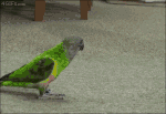[Image: peroquet.gif]