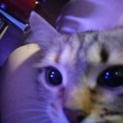 cropy7777