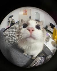 oregasupe's Avatar'