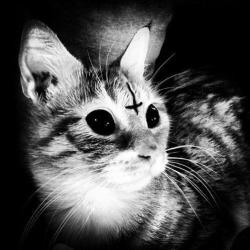 Nohi's Avatar'