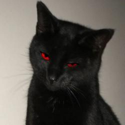 ZShotBR's Avatar'